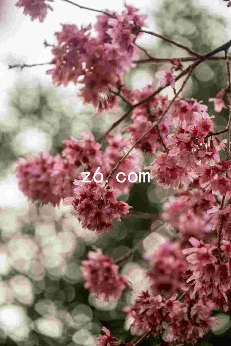 z6.com