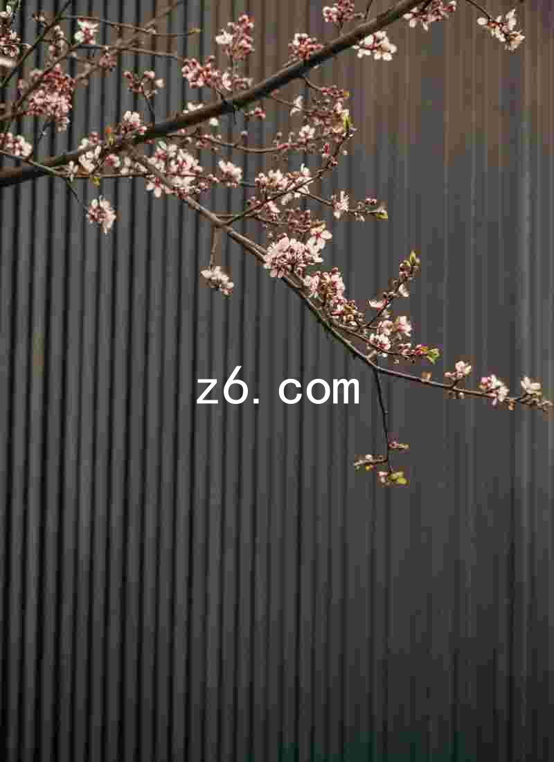 z6.com